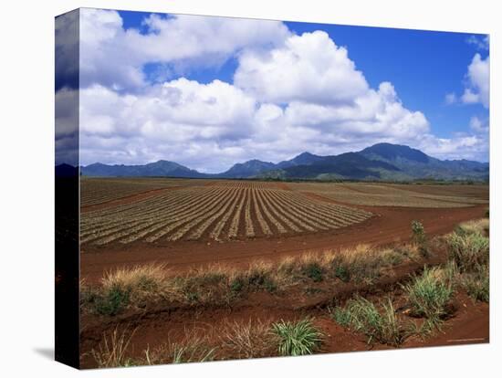 Fields of Pineapples Owned by Delmonte, Oahu, Hawaiian Islands, USA-D H Webster-Premier Image Canvas