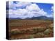 Fields of Pineapples Owned by Delmonte, Oahu, Hawaiian Islands, USA-D H Webster-Premier Image Canvas