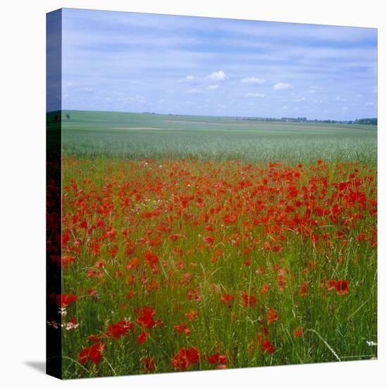 Fields of Poppies, Valley of the Somme, Nord-Picardy (Somme), France-David Hughes-Premier Image Canvas