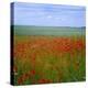 Fields of Poppies, Valley of the Somme, Nord-Picardy (Somme), France-David Hughes-Premier Image Canvas