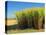 Fields of Sugarcane near Hervey Bay, Queensland, Australia-David Wall-Premier Image Canvas