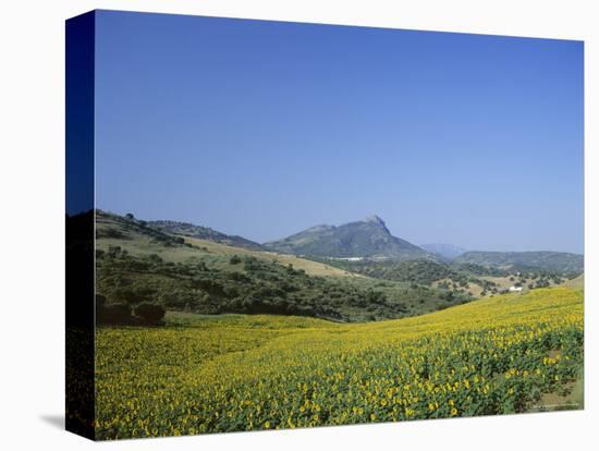Fields of Sunflowers, Near Ronda, Andalucia (Andalusia), Spain, Europe-Ruth Tomlinson-Premier Image Canvas