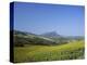 Fields of Sunflowers, Near Ronda, Andalucia (Andalusia), Spain, Europe-Ruth Tomlinson-Premier Image Canvas