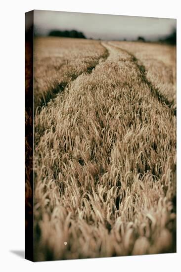 Fields of Wheat-Tim Kahane-Premier Image Canvas