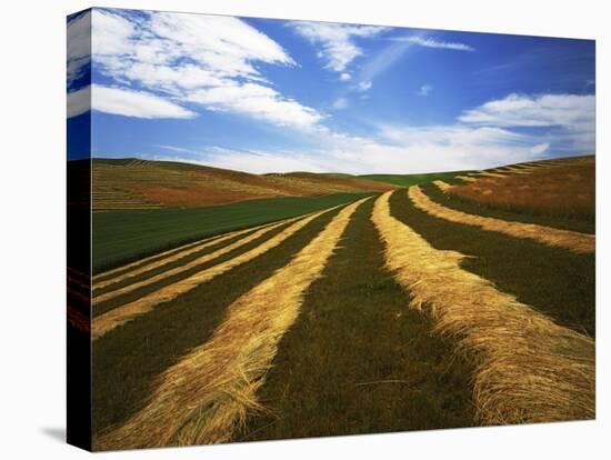 Fields, Palouse, Whitman County, Washington, USA-Charles Gurche-Premier Image Canvas