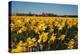 Fields with Yellow Daffodils-Ivonnewierink-Premier Image Canvas