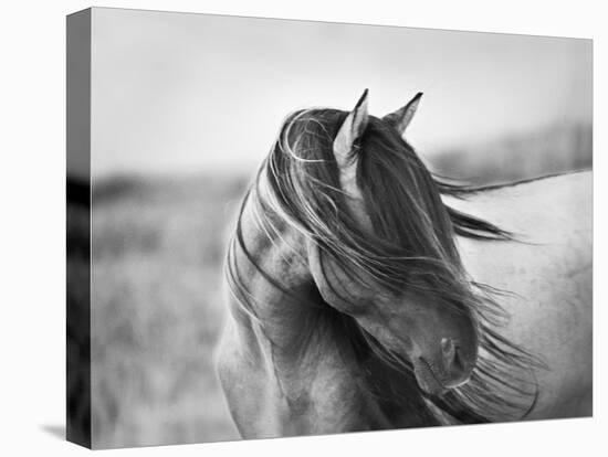 Fierce Grace-Tony Stromberg-Premier Image Canvas