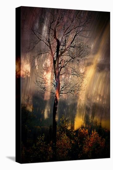 Fiery Night-Ursula Abresch-Premier Image Canvas