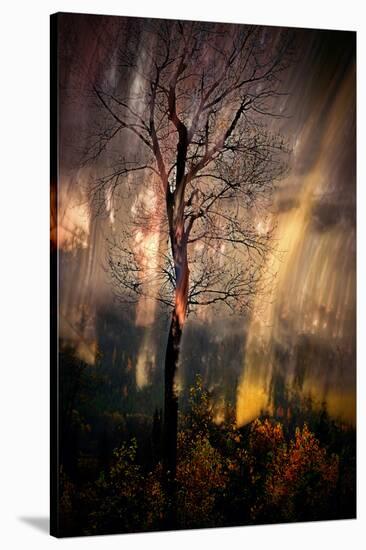 Fiery Night-Ursula Abresch-Premier Image Canvas