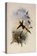 Fiery-Tailed Avocet, Avocettinus Recurvirostris-John Gould-Premier Image Canvas