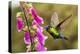 Fiery-throated Hummingbird (Panterpe insignis), San Gerardo de Dota, San Jose Province, Costa Rica-Matthew Williams-Ellis-Premier Image Canvas