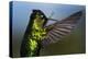 Fiery-throated Hummingbird (Panterpe insignis), San Gerardo de Dota, San Jose Province, Costa Rica-Matthew Williams-Ellis-Premier Image Canvas