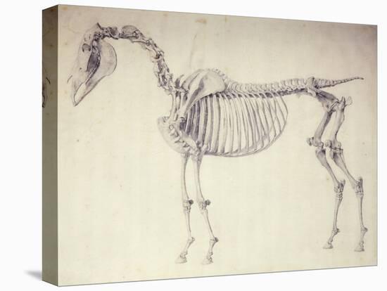 Fifth Anatomical Table, from 'The Anatomy of the Horse'-George Stubbs-Premier Image Canvas