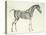 Fifth Anatomical Table, from The Anatomy of the Horse-George Stubbs-Premier Image Canvas