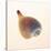 Fig Shell-Tom Artin-Stretched Canvas