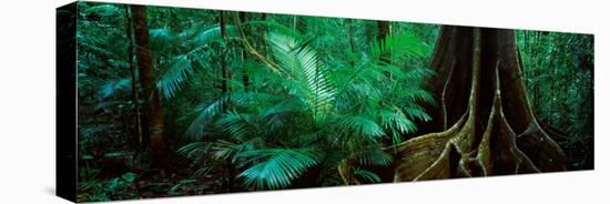 Fig Trees in a Forest, Atherton Tableland, Wooroonooran National Park, Queensland, Australia-null-Premier Image Canvas