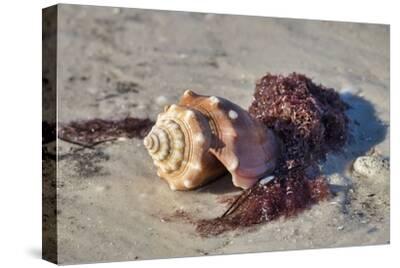 Fighting Conch Shell Honeymoon Island State Park Dunedin Florida Usa Photographic Print Jim Engelbrecht Art Com
