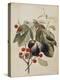 Figs and Cherries, 1747-Georg Dionysius Ehret-Premier Image Canvas