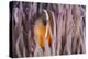 Fiji Anemone Fish Sheltering in Host Anemone for Protection, Fiji-Pete Oxford-Premier Image Canvas