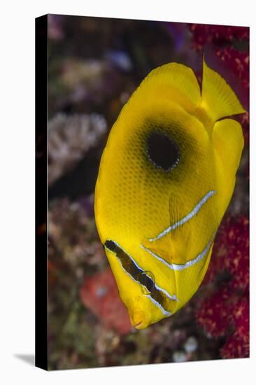 Fiji. Close-up of eclipse butterflyfish.-Jaynes Gallery-Premier Image Canvas