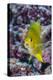 Fiji. Close-up of yellow chromes fish.-Jaynes Gallery-Premier Image Canvas