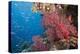 Fiji Coral Reef-Reinhard Dirscherl-Premier Image Canvas