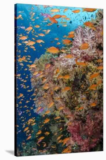 Fiji. Reef with coral and Anthias.-Jaynes Gallery-Premier Image Canvas