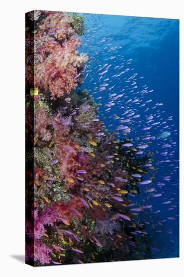 Fiji. Reef with coral and Anthias.-Jaynes Gallery-Premier Image Canvas