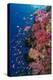 Fiji. Reef with coral and Anthias.-Jaynes Gallery-Premier Image Canvas