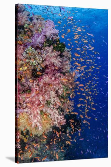 Fiji. Reef with coral and Anthias.-Jaynes Gallery-Premier Image Canvas