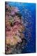 Fiji. Reef with coral and Anthias.-Jaynes Gallery-Premier Image Canvas