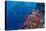 Fiji. Reef with coral and black snapper fish.-Jaynes Gallery-Premier Image Canvas