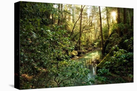 Filtered Light II-Danny Head-Premier Image Canvas