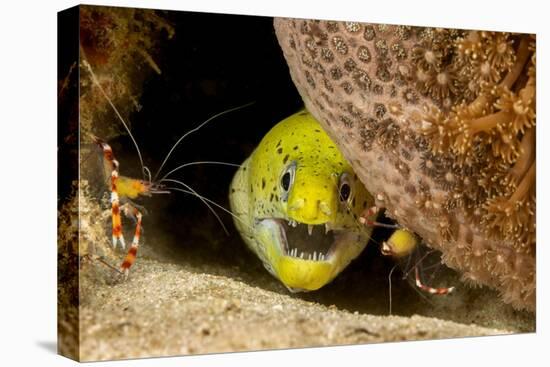 Fimbriated moray peering out from crevice, Philippines-David Fleetham-Premier Image Canvas