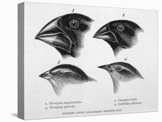 Finches from the Galapagos Islands Observed by Darwin-R.t. Pritchett-Premier Image Canvas