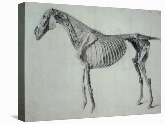 Finished Study for the Fifth Anatomical Table of a Horse-George Stubbs-Premier Image Canvas