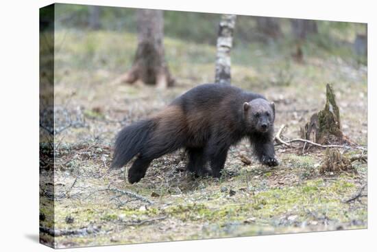 Finland, Northern Karelia Region, Lieksa. A wolverine runs through a clearing in the woods.-Ellen Goff-Premier Image Canvas