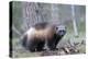 Finland, Northern Karelia Region, Lieksa, wolverine, Gulo gulo. Portrait of a wolverine-Ellen Goff-Premier Image Canvas