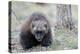 Finland, Northern Karelia Region, Lieksa, wolverine, Gulo gulo. Portrait of a wolverine.-Ellen Goff-Premier Image Canvas