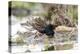 Finland, Northern Ostrobothnia, Oulu, ruff, Philomachus pugnax. A male ruff display-Ellen Goff-Premier Image Canvas