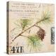 Fir Branch…Sketchbook-Angela Staehling-Stretched Canvas