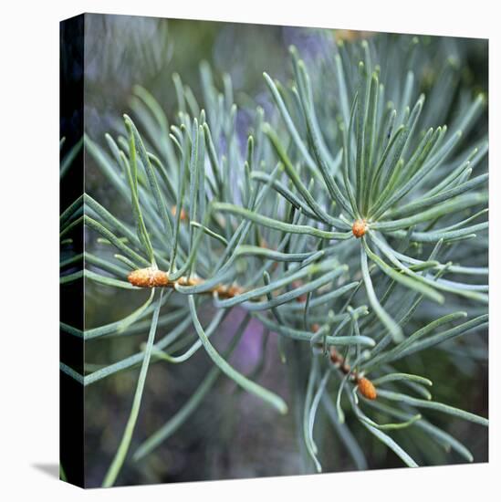 Fir Needles-Ken Bremer-Stretched Canvas