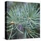 Fir Needles-Ken Bremer-Stretched Canvas