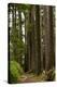 Fir (Pseudotsuga Menziesii) Forest-Bob Gibbons-Premier Image Canvas