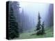 Fir Trees and Fog, Mt. Rainier National Park, Washington, USA-Jamie & Judy Wild-Premier Image Canvas