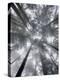 Fir Trees I-Alan Majchrowicz-Stretched Canvas