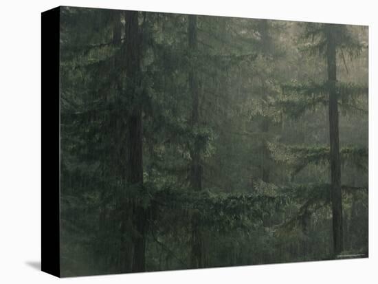 Fir Trees in Rain, Oregon, United States of America, North America-Colin Brynn-Premier Image Canvas