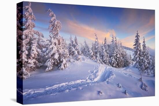 Fir Trees under the Snow. Mountain Forest in Winter. Christmas Landscape. the Path in the Snow. Car-Kotenko-Premier Image Canvas