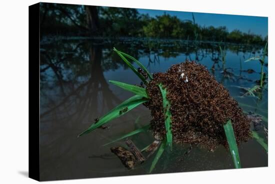 Fire ants swarm making a 'raft' to float in water, Texas, USA-Karine Aigner-Premier Image Canvas