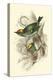 Fire-Crowned and Common Goldcrest-Sir William Jardine-Stretched Canvas